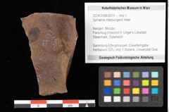 Foto (Objekt + Etikett) von Sphaeria interpungens Heer (NHMW-GEO-2024-0188-0019)